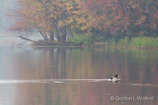 Duck On A River_51797-8.jpg - Canadian Mississippi River photographed near Carleton Place, Ontario, Canada.